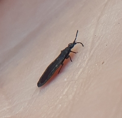 Aneurus inconstans