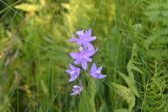 Calopogon tuberosus tuberosus