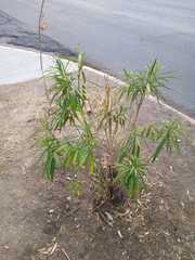 Melicytus lanceolatus