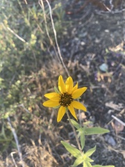 Helianthus exilis
