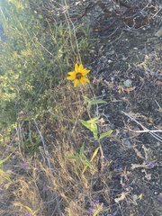 Helianthus exilis