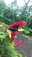 Dynastes septentrionalis