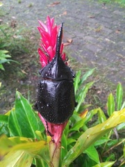 Dynastes septentrionalis