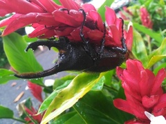 Dynastes septentrionalis