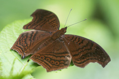 Junonia gregorii