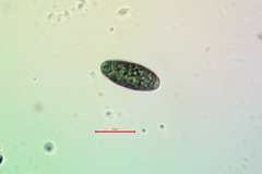 Buellia oidalea