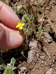 Camissonia sierrae sierrae
