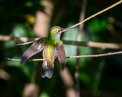 Chionomesa fimbriata