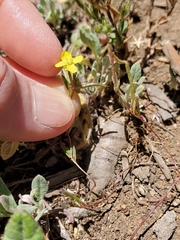 Camissonia sierrae sierrae