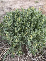 Stillingia treculiana