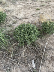 Stillingia treculiana