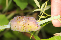 Diplolepis nodulosa