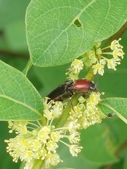 Ludioschema obscuripes