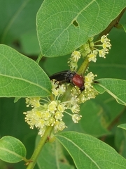 Ludioschema obscuripes