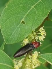 Ludioschema obscuripes