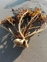 Lessonia trabeculata