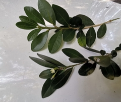 Erythroxylum emarginatum