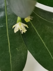 Erythroxylum emarginatum