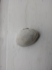 Macoma inquinata