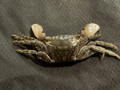 Metopograpsus frontalis