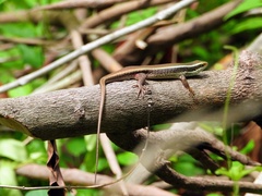 Eutropis carinata