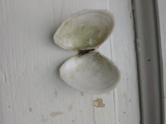 Macoma inquinata