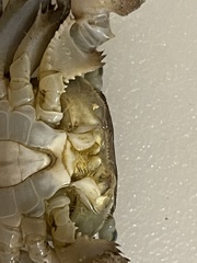 Metopograpsus frontalis