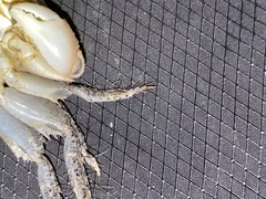 Metopograpsus frontalis