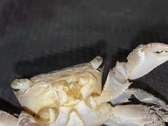 Metopograpsus frontalis