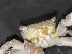 Metopograpsus frontalis