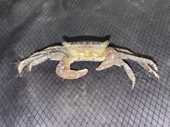 Metopograpsus frontalis