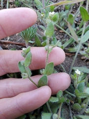 Plagiobothrys torreyi diffusus
