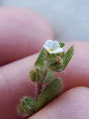 Plagiobothrys torreyi diffusus