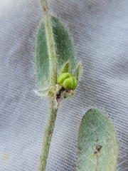 Plagiobothrys torreyi diffusus