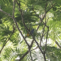 Rubigula cyaniventris