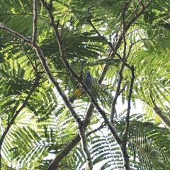 Rubigula cyaniventris