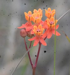 Asclepias lanceolata image