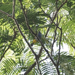 Rubigula cyaniventris