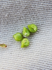 Plagiobothrys torreyi diffusus