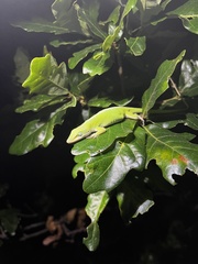 Anolis carolinensis
