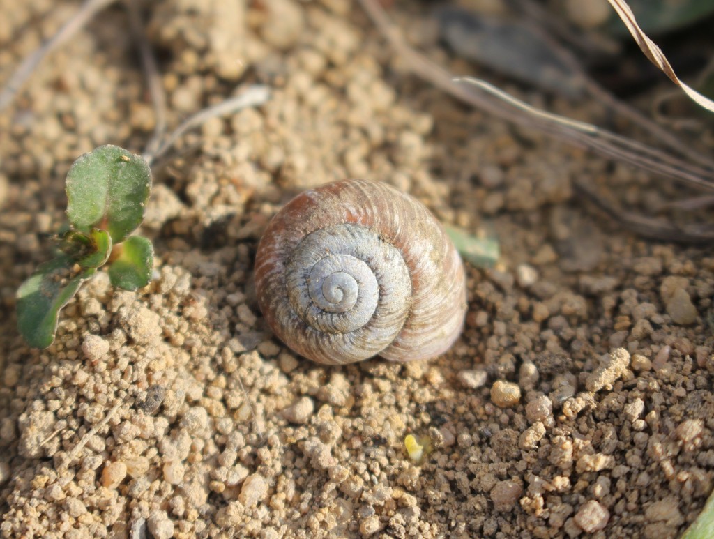 Mudgee Woodland Snail