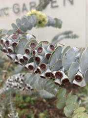 Eucalyptus kruseana