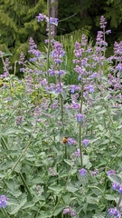 Bombus vancouverensis vancouverensis