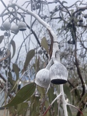 Eucalyptus caesia