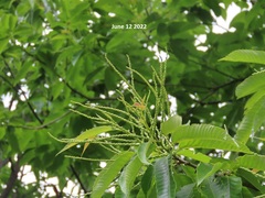 Castanea crenata