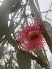 Eucalyptus caesia