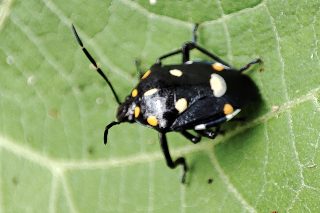 Oplomus salamandra