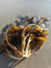 Lessonia trabeculata