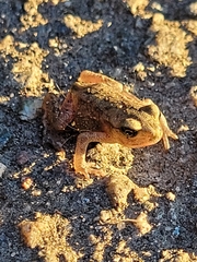 Rana temporaria