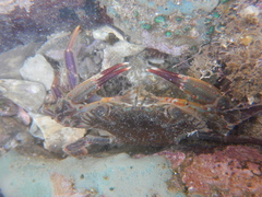 Charybdis hellerii